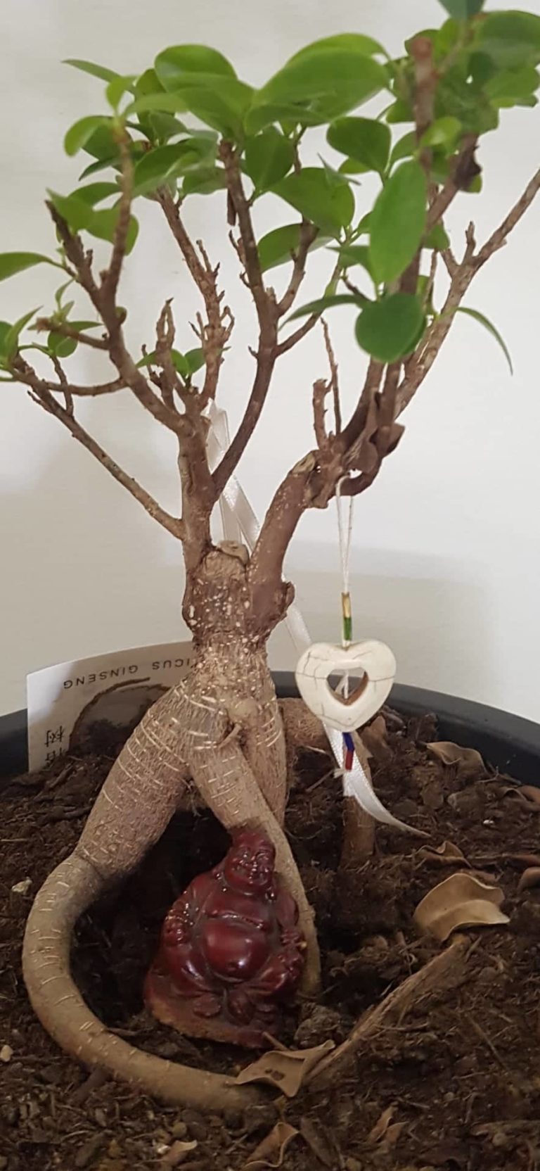 Lire la suite à propos de l’article Cas 28 – Le jour où j&rsquo;ai rencontré Bouddha