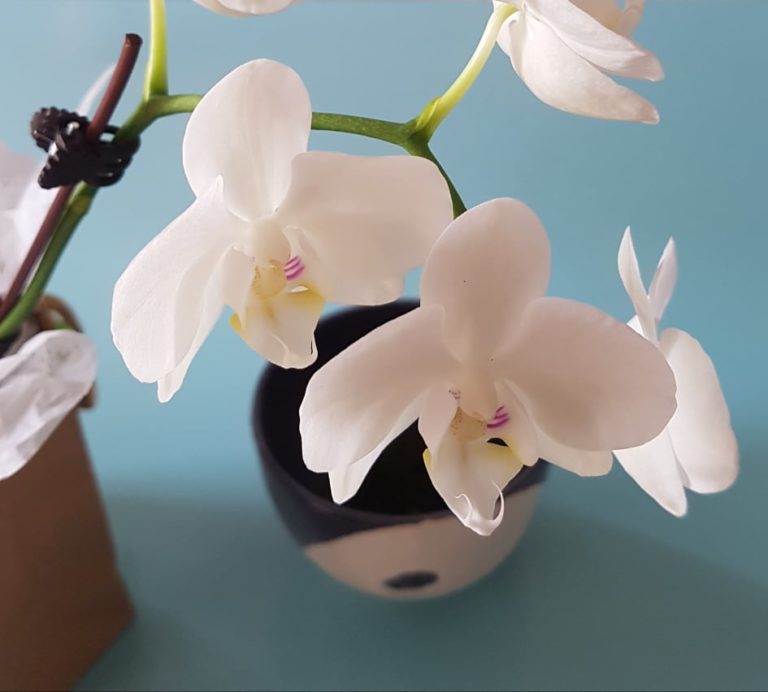 Lire la suite à propos de l’article Cas 37 : Transe extatique ou transe orgasmique